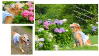 紫陽花ビスチェ・しあわせコットン・リネン