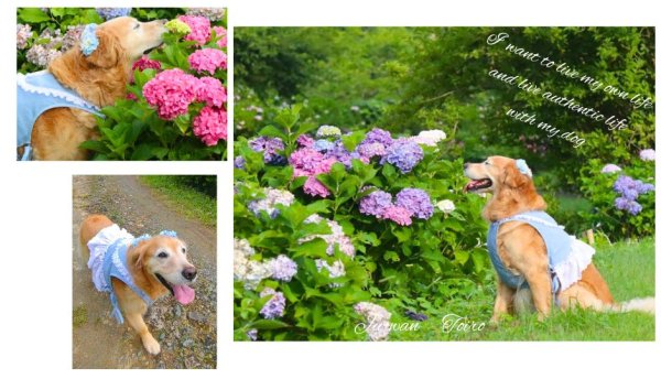画像1: 紫陽花ビスチェ・しあわせコットン・リネン