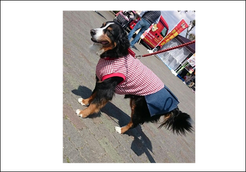 ゴールデンレトリーバー・大型犬も可愛い服で
